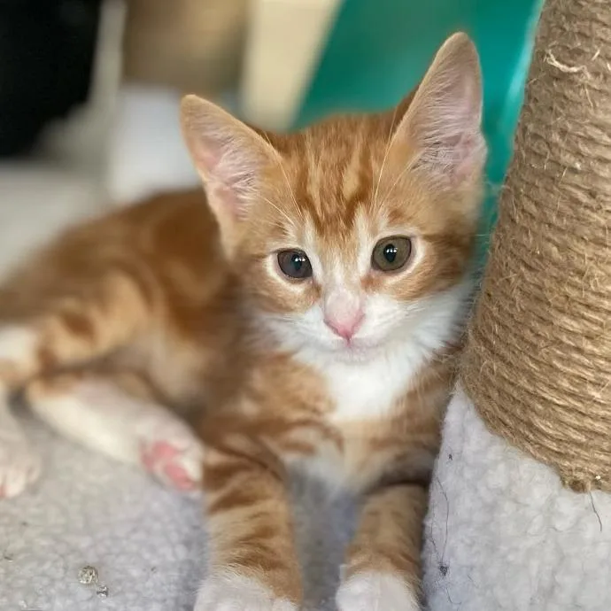 A baby small-sized male Orange / Red Domestic Short Hair cat named Everest for adoption in Hemet, CA