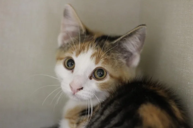 A baby small-sized female Domestic Short Hair cat named Diane and Jack for adoption in Rockford, IL