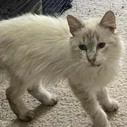 A baby small-sized female Cream Point Siamese cat named Zelda for adoption in Liverpool, TX