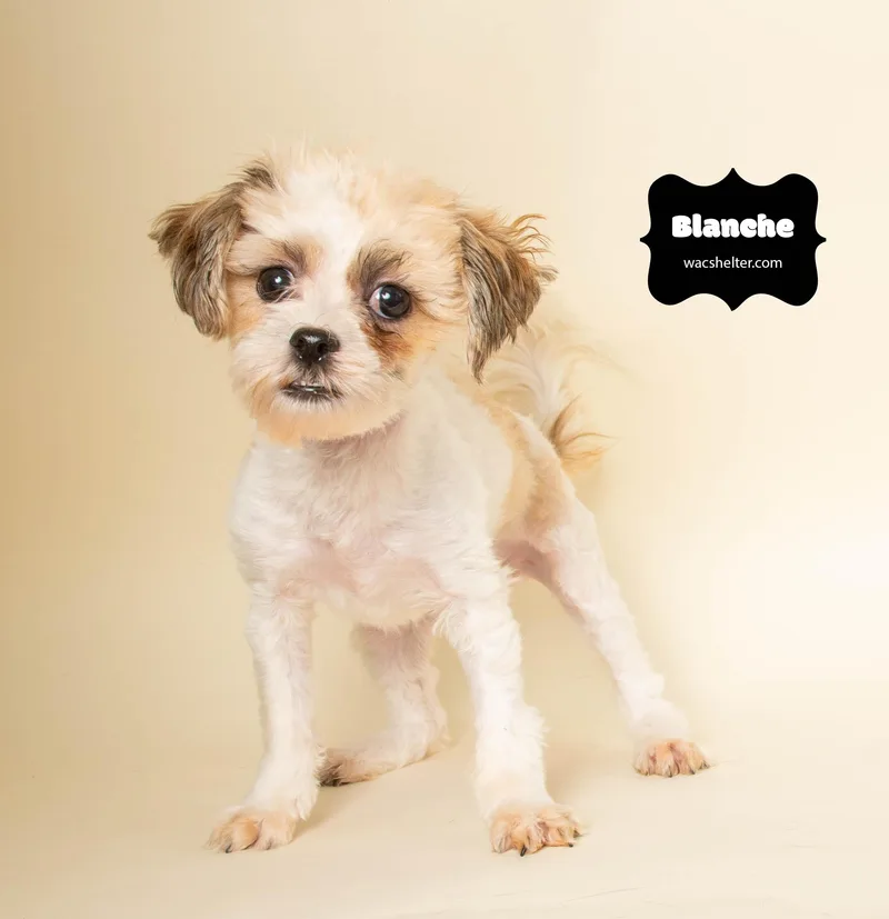 A young small-sized female Apricot / Beige Shih Tzu dog named Blanche & George for adoption in Wyandotte, MI