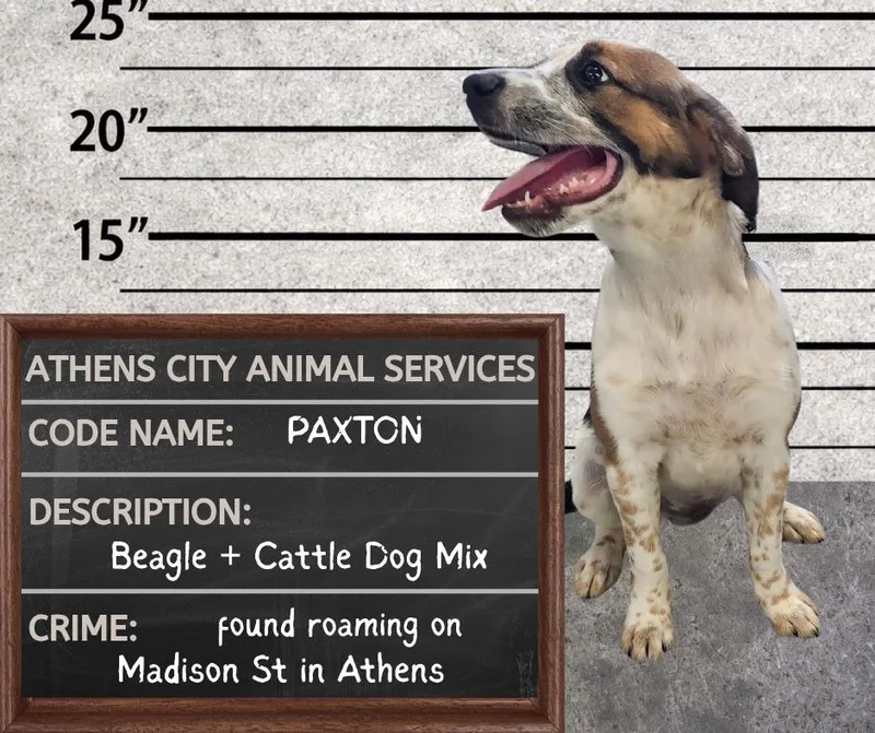 A baby medium-sized male Beagle dog named Paxton Stray Hold Until for adoption in Athens, AL