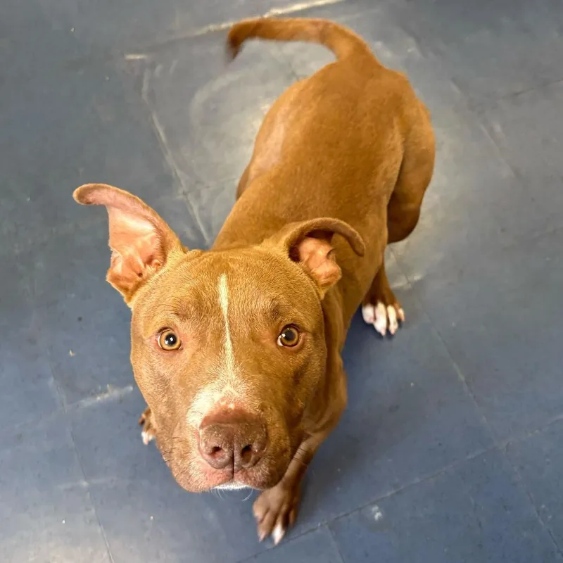 A young medium-sized male Red / Chestnut / Orange Pit Bull Terrier dog named Elliot for adoption in Los Angeles, CA