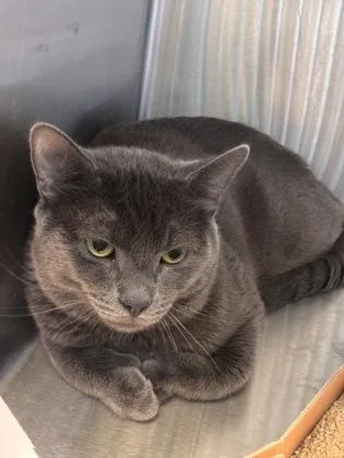 An adult medium-sized male Domestic Medium Hair cat named Goofy for adoption in West Chester, PA