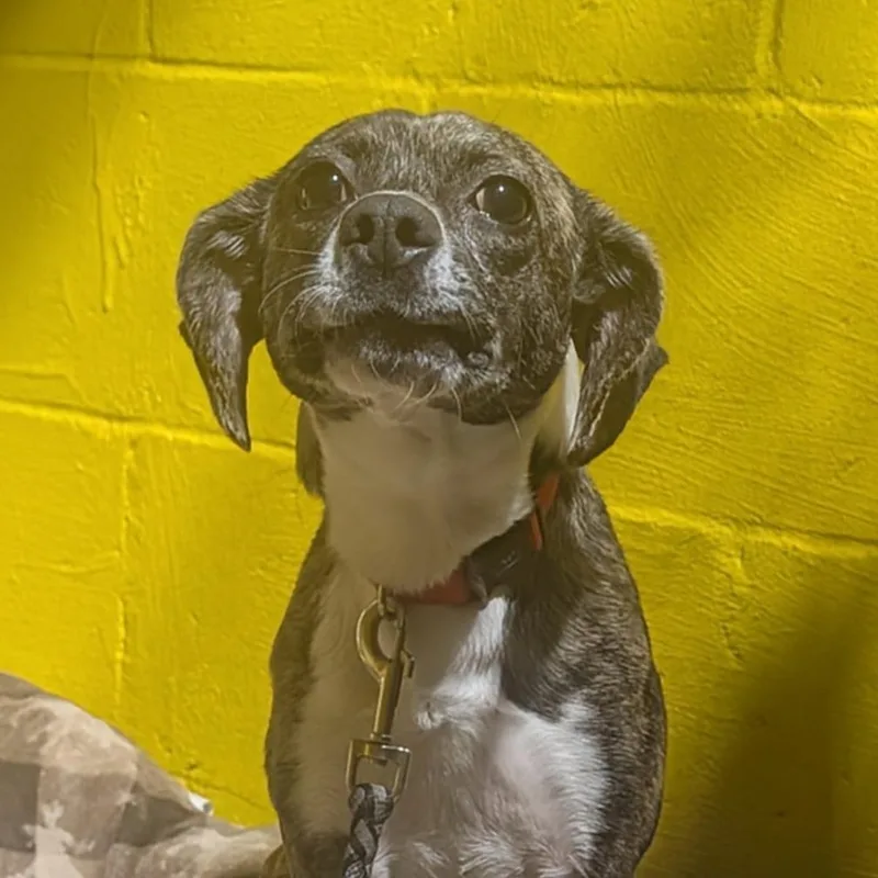 An adult small-sized male Brindle Mixed Breed dog named Remy for adoption in Huntsville, AR