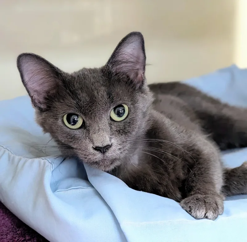 A young medium-sized female Gray / Blue / Silver Domestic Medium Hair cat named Bluebell for adoption in Decatur, IL