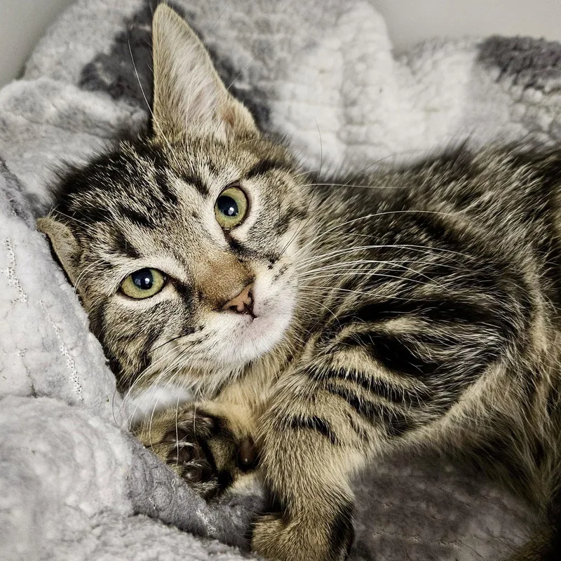 A baby small-sized female Brown / Chocolate Domestic Short Hair cat named Larry for adoption in Oakland, CA