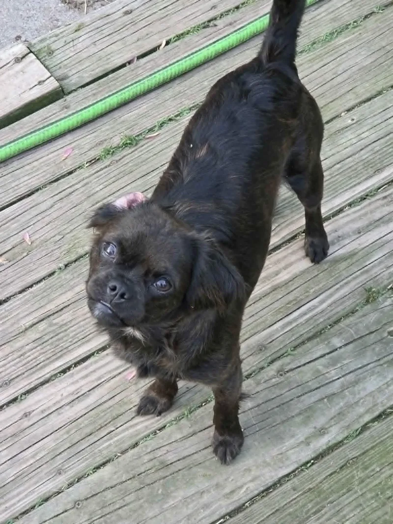 A young small-sized female Brindle Chihuahua dog named Lola Falana for adoption in Clay, NY