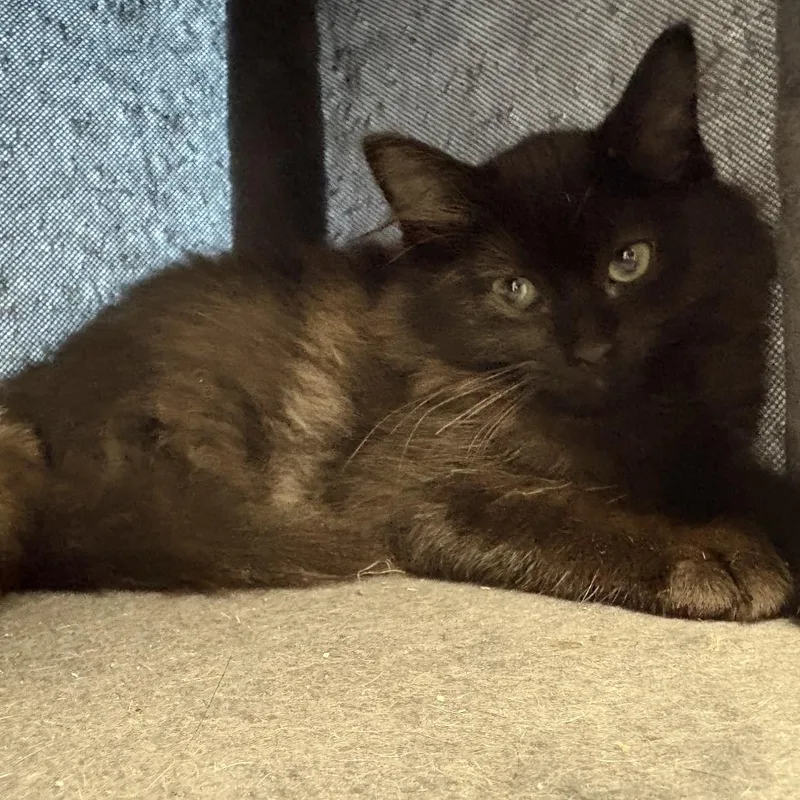 A baby small-sized female Domestic Medium Hair cat named Swiper for adoption in Grantsville, UT