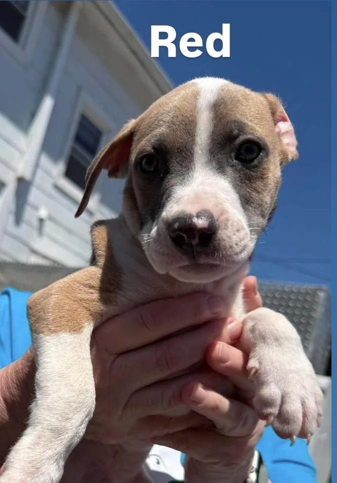 A baby medium-sized male White / Cream Pit Bull Terrier dog named Redm for adoption in Wenonah, NJ