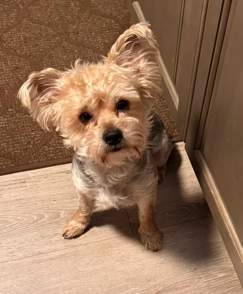 A young small-sized male Gray / Blue / Silver Yorkshire Terrier dog named Gunner for adoption in Charlotte, NC