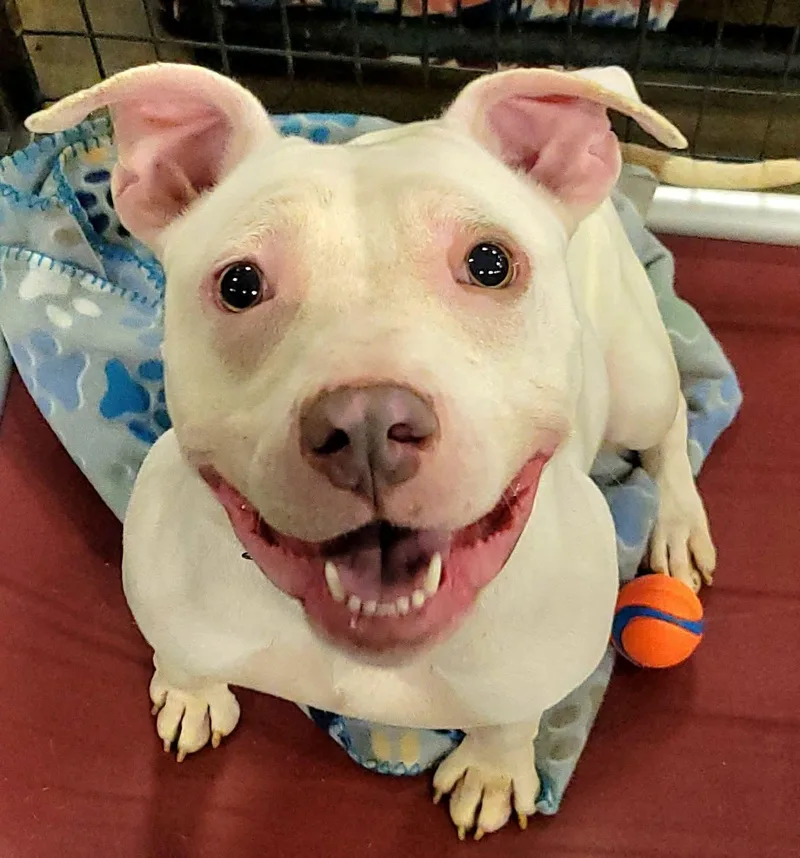 Peppermint thumbnail 2