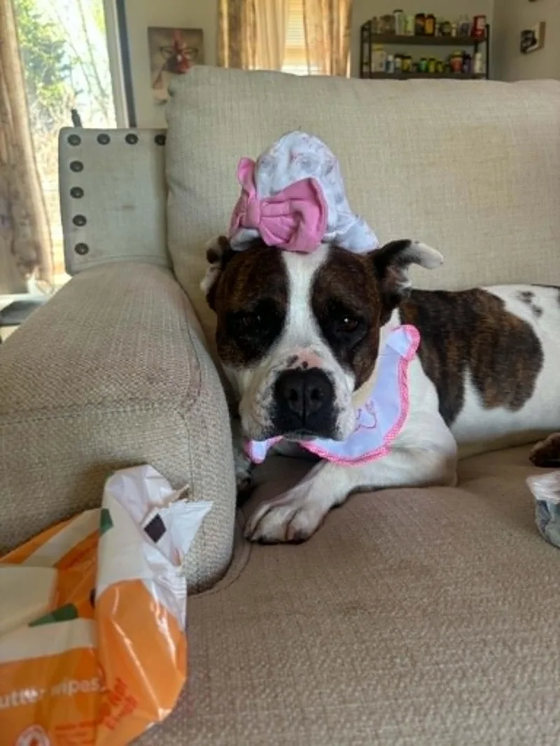 An adult medium-sized female Pit Bull Terrier dog named Letti for adoption in Rogersville, TN
