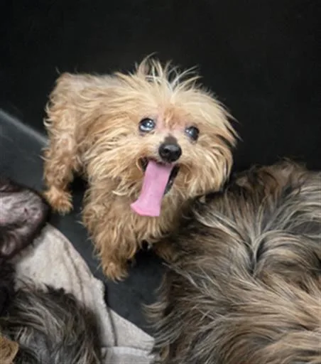 An adult small-sized male Mixed Breed dog named Brownie for adoption in Dallas, TX