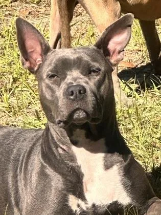 An adult medium-sized female Mixed Breed dog named Triss for adoption in Savannah, GA