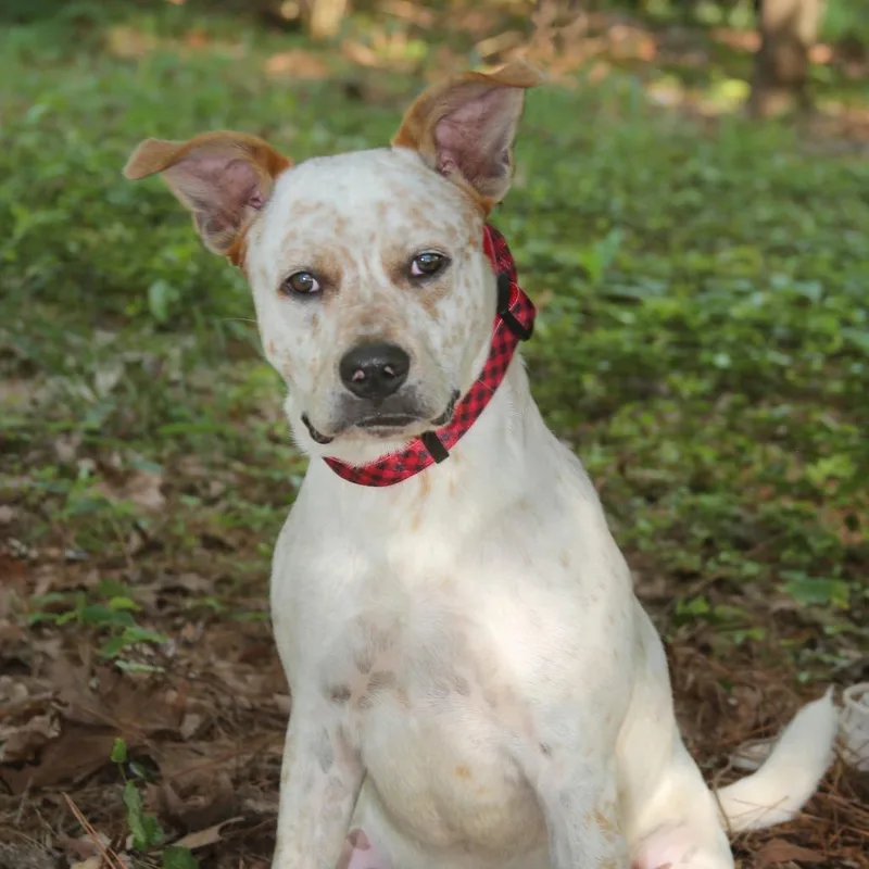 A young medium-sized male White / Cream Cattle Dog dog named Ollie S for adoption in Natchitoches, LA