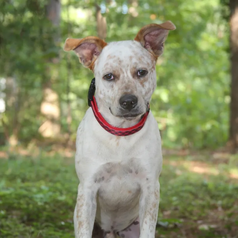 Ollie S thumbnail 3