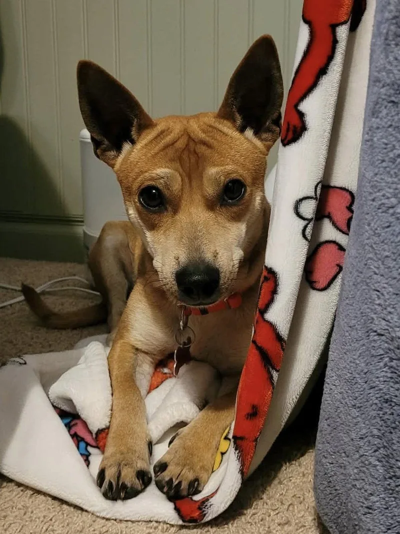 An adult small-sized male Chihuahua dog named Peanut for adoption in Springville, NY