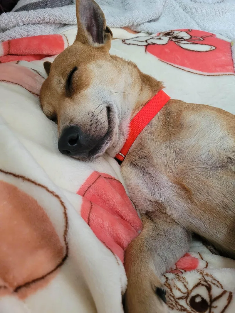 Peanut thumbnail 3