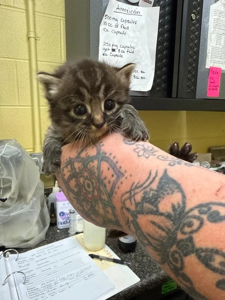 A baby small-sized male Domestic Short Hair cat named Beau for adoption in Crossville, TN