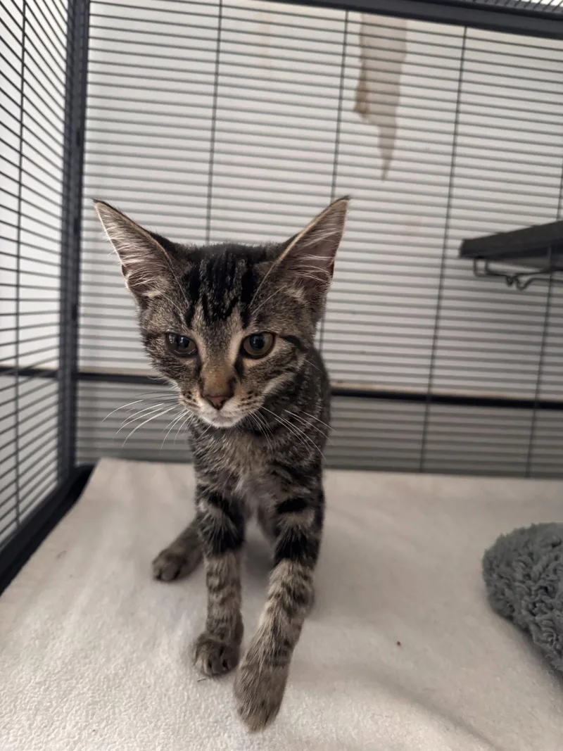 A baby medium-sized female Domestic Short Hair cat named Janice for adoption in Sanford, FL