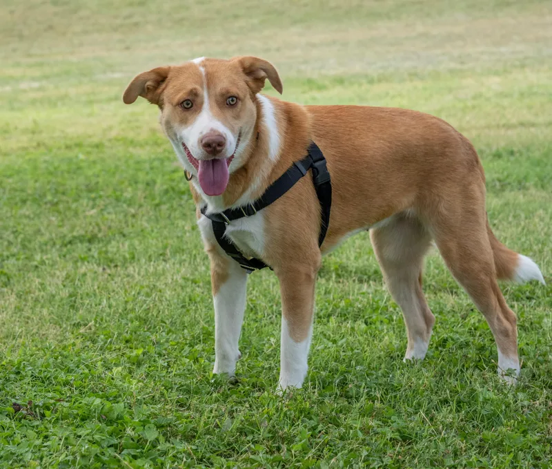 A baby medium-sized female Apricot / Beige Labrador Retriever dog named Hope for adoption in Floresville, TX