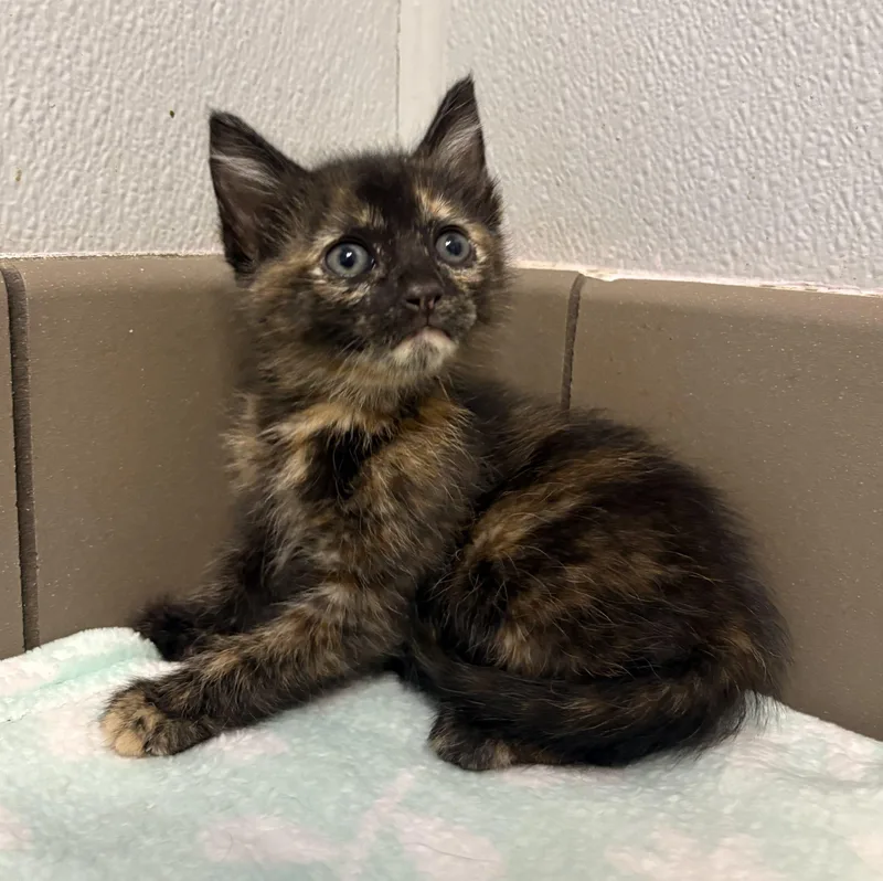 A baby small-sized female Tortoiseshell Tortoiseshell cat named London for adoption in Lathrop, CA