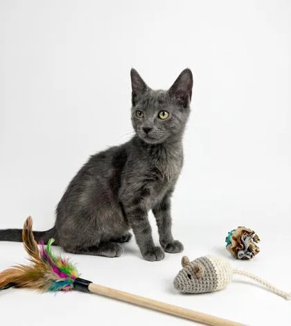A baby small-sized male Domestic Short Hair cat named Klucky for adoption in Cumming, GA
