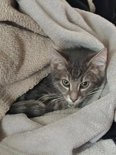 A baby medium-sized male Tabby (Gray / Blue / Silver) Domestic Short Hair cat named Kj for adoption in Mokena, IL