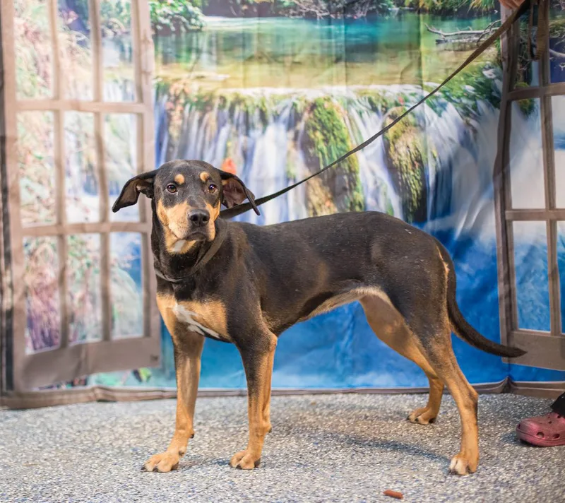 An adult medium-sized female Black and Tan Coonhound dog named Maggie May for adoption in Elizabethtown, NC