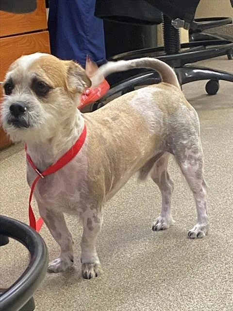 An adult small-sized male Brussels Griffon dog named Scrappy for adoption in Fort Myers, FL
