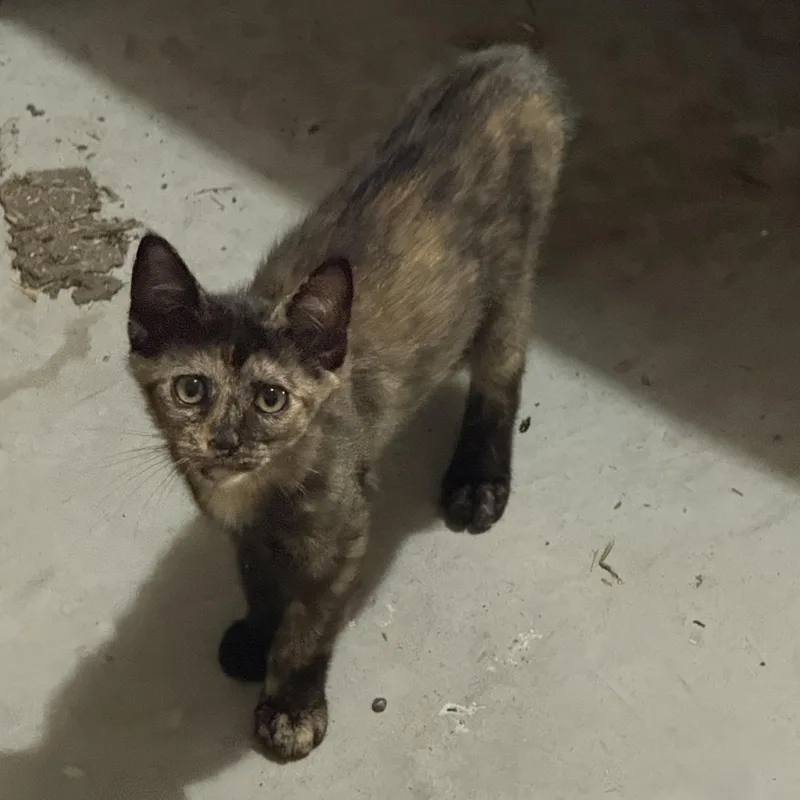 A baby medium-sized female Tortoiseshell Domestic Short Hair cat named Phoenix for adoption in Liverpool, TX