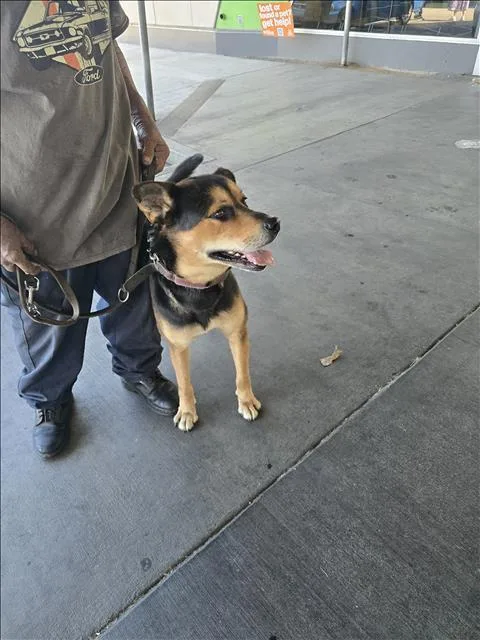 An adult large-sized male German Shepherd Dog dog named Brute for adoption in Los Angeles, CA