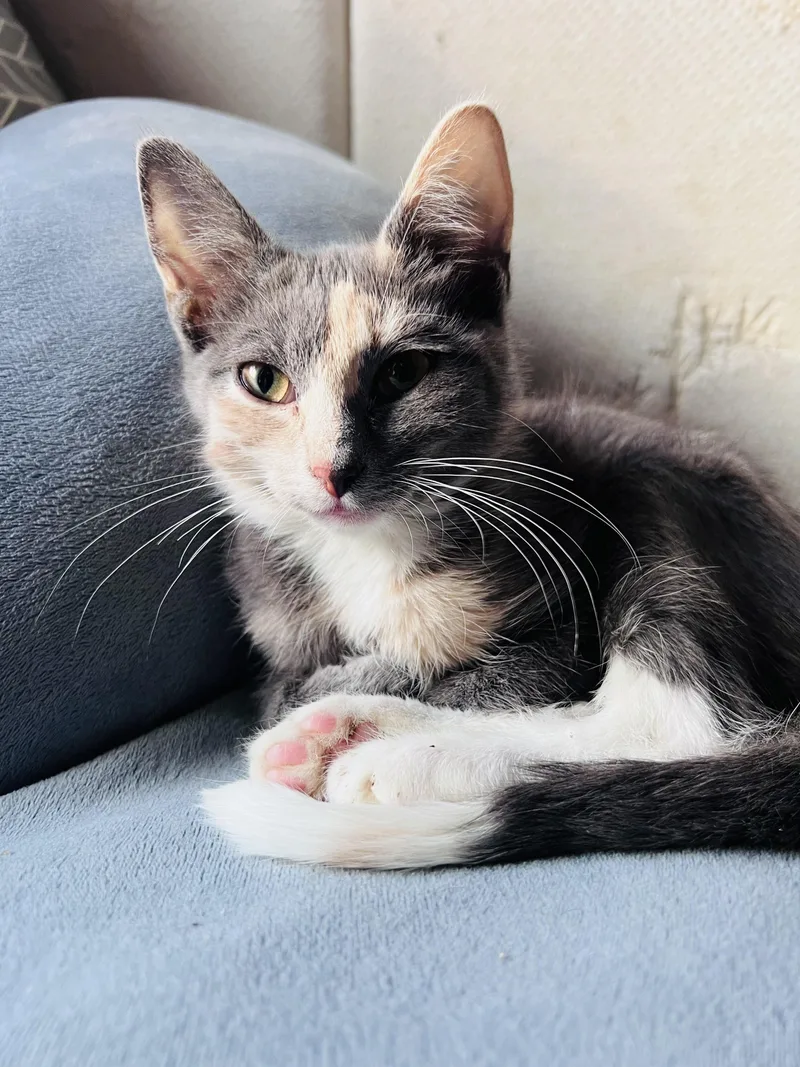A baby medium-sized female Dilute Tortoiseshell Domestic Short Hair cat named Coleslaw for adoption in Rixeyville, VA