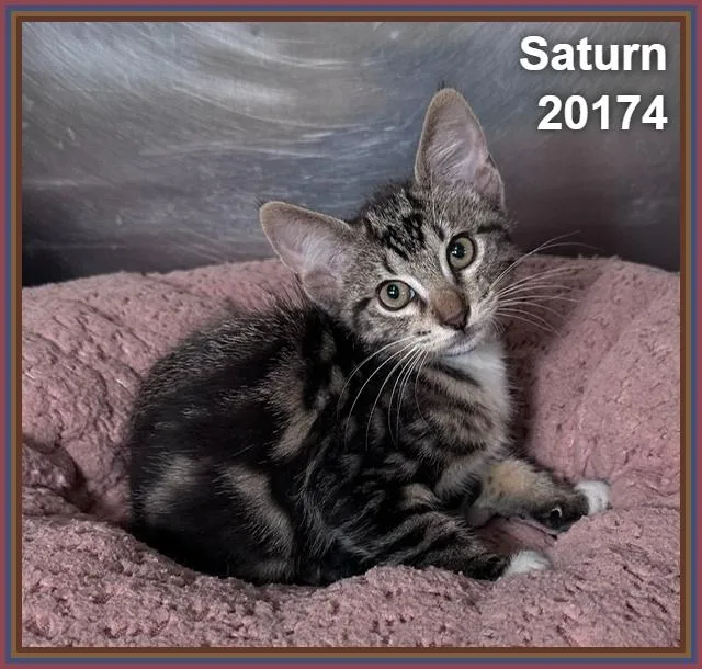 A baby medium-sized male Tabby (Brown / Chocolate) Domestic Short Hair cat named Saturn for adoption in Marietta, GA