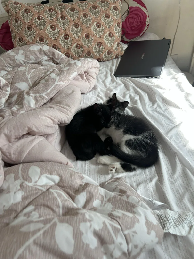 A baby small-sized male Black & White / Tuxedo Domestic Short Hair cat named Pixi for adoption in Long Island City, NY