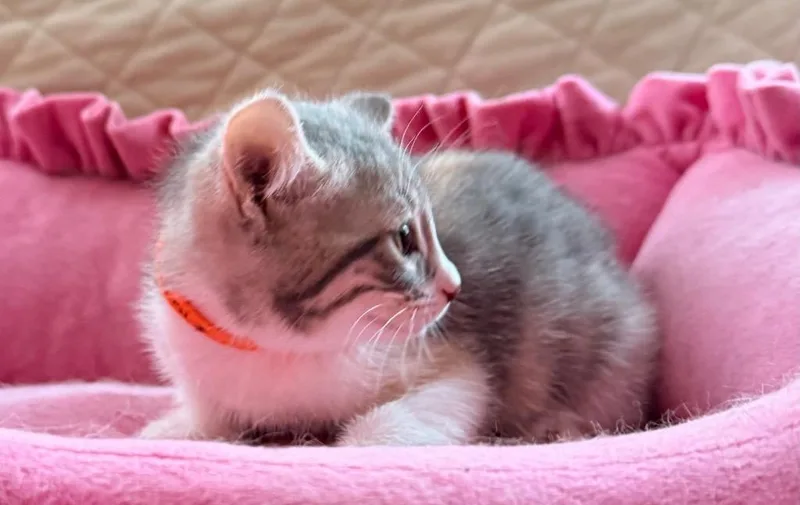 A baby medium-sized female Domestic Short Hair cat named Alanis for adoption in New York, NY