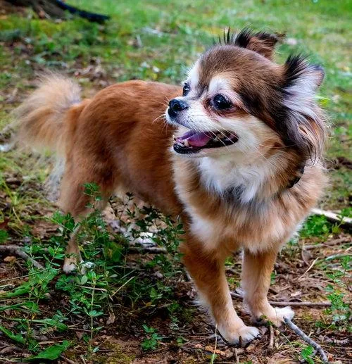 An adult small-sized female Chihuahua dog named Darling Darcy for adoption in Franklin, TN