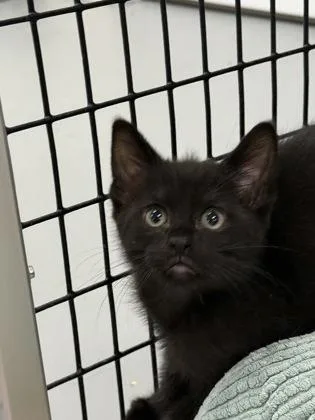 A baby small-sized male Domestic Short Hair cat named Pisces for adoption in Mount Pleasant, IA