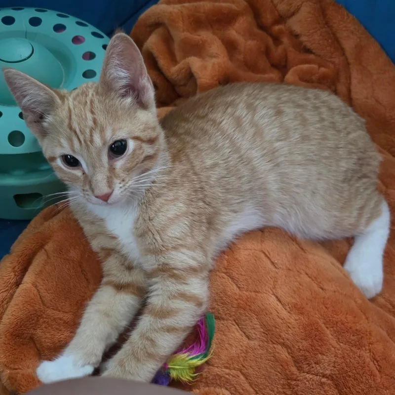 A baby small-sized male Orange / Red Domestic Short Hair cat named Agamemnon for adoption in Rochester, MN
