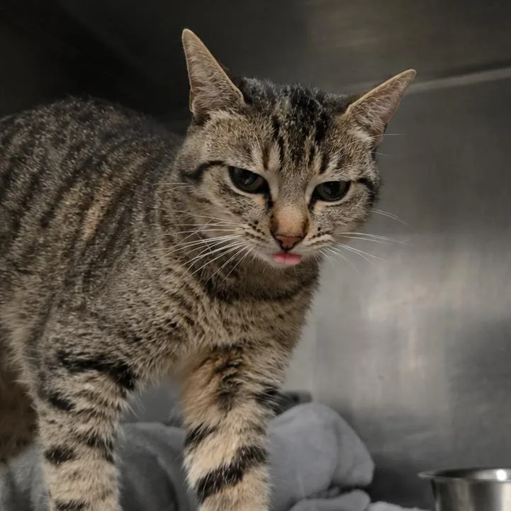 An adult medium-sized female Gray / Blue / Silver Domestic Short Hair cat named Tulip for adoption in San Jacinto, CA