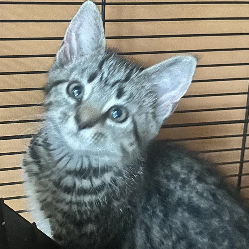 A baby small-sized male Gray / Blue / Silver Domestic Short Hair cat named Mang for adoption in Fredericksburg, VA