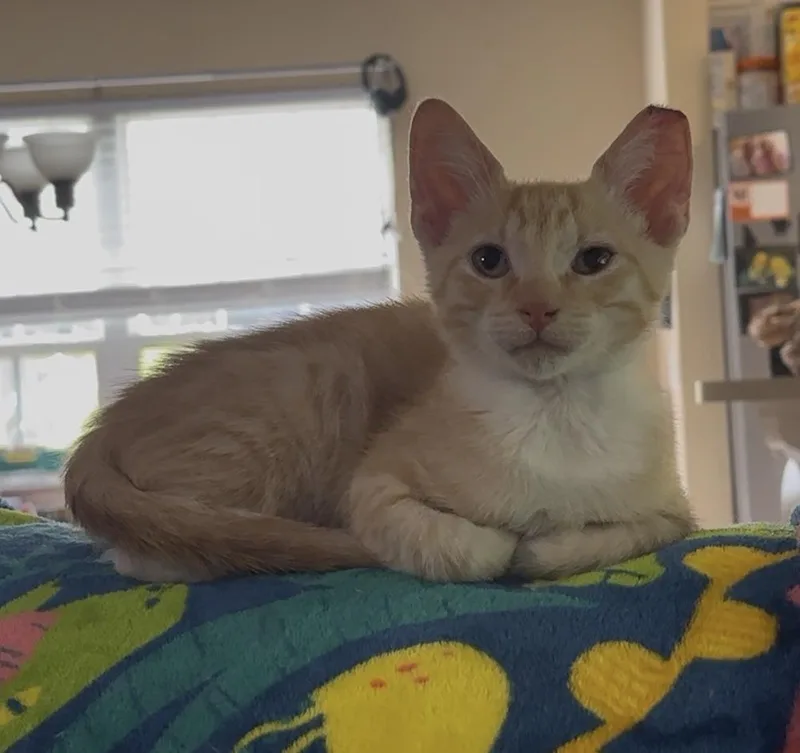 A baby small-sized male Orange & White Domestic Short Hair cat named Orjan for adoption in Panama City Beach, FL