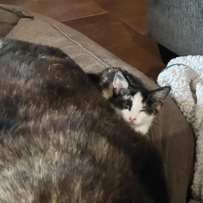 A baby small-sized female Calico cat named Nevada for adoption in Bentonville, AR