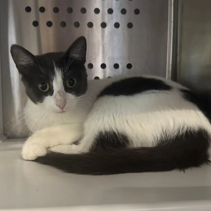An adult medium-sized female Gray / Blue / Silver Domestic Short Hair cat named Lumon for adoption in Dearborn, MI