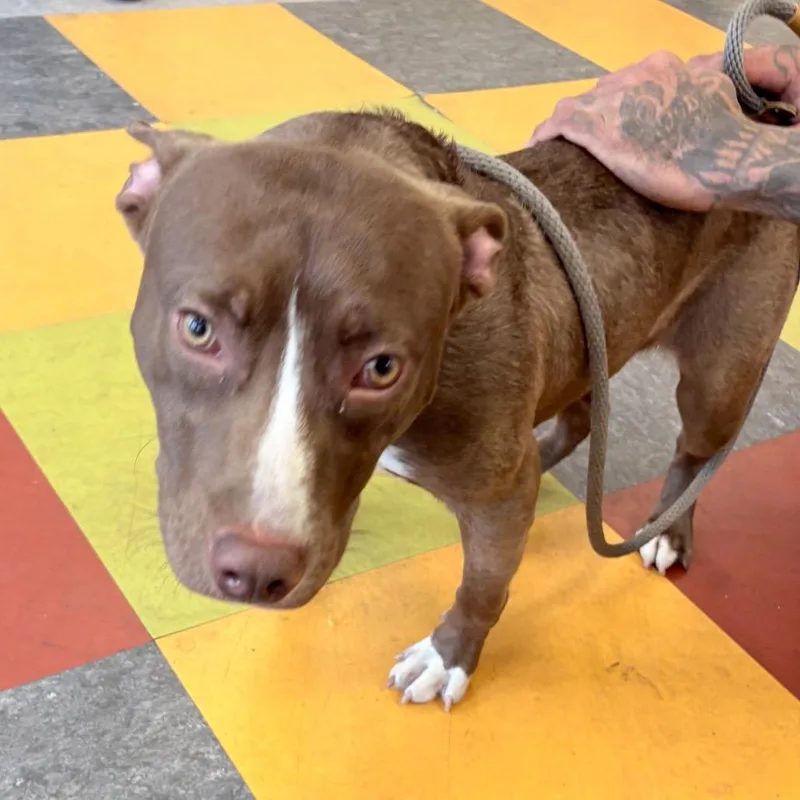 An adult medium-sized male Brown / Chocolate Mixed Breed dog named Biscuit for adoption in Philadelphia, PA