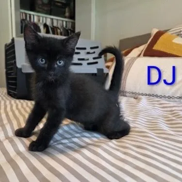A baby small-sized male Black Domestic Short Hair cat named Dj for adoption in Bentonville, AR