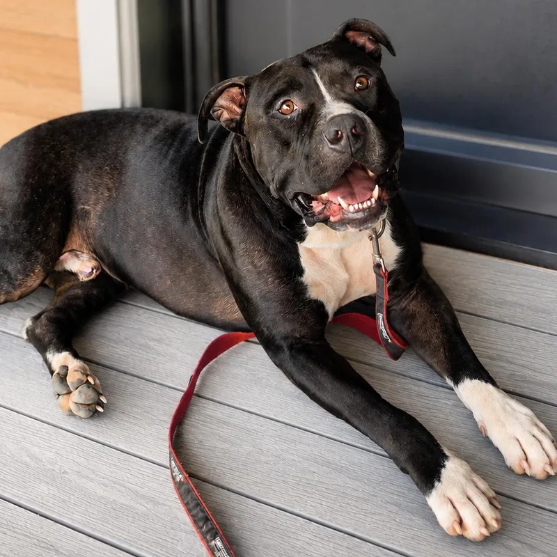 An adult large-sized male Black Pit Bull Terrier dog named Rocky for adoption in Wichita, KS