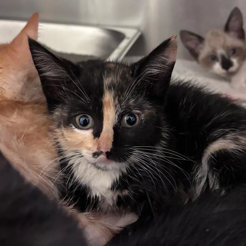 A baby small-sized female Tortoiseshell Domestic Short Hair cat named Hundreds Of Thousands for adoption in Columbus, GA