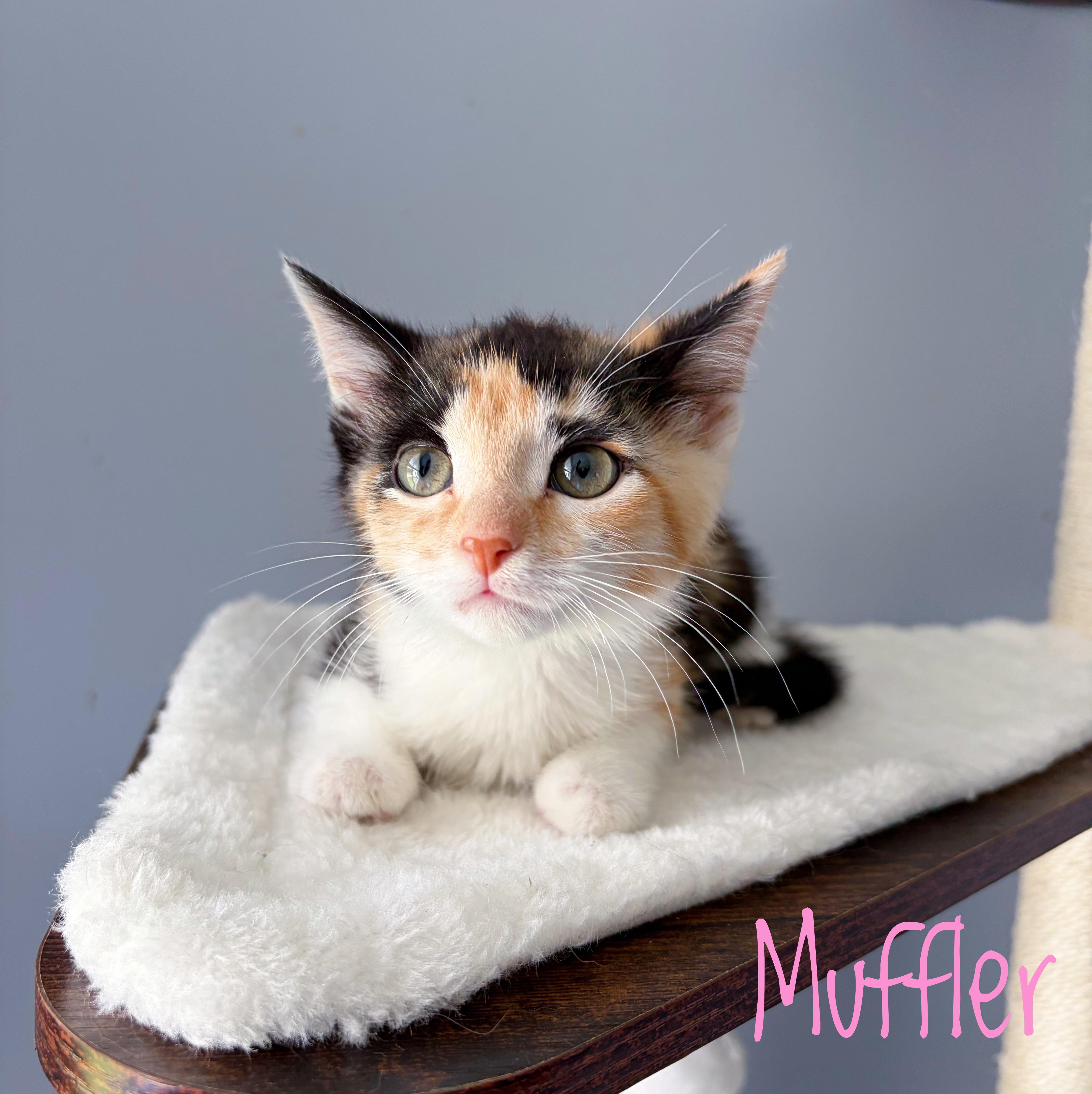A baby medium-sized female Calico Domestic Short Hair cat named Muffler for adoption in Bethel, OH