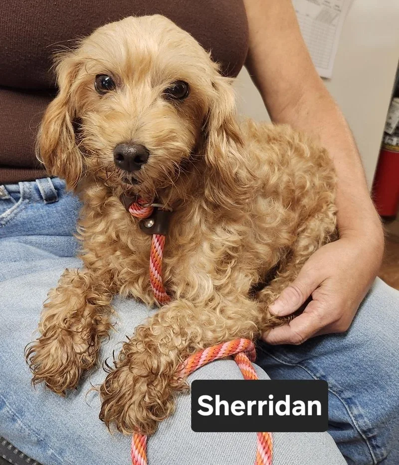 Sherridan thumbnail 6